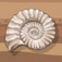 Fossil Discovery Logo